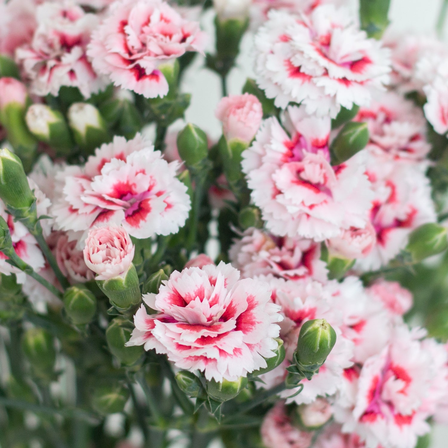 pink and white solomio flower