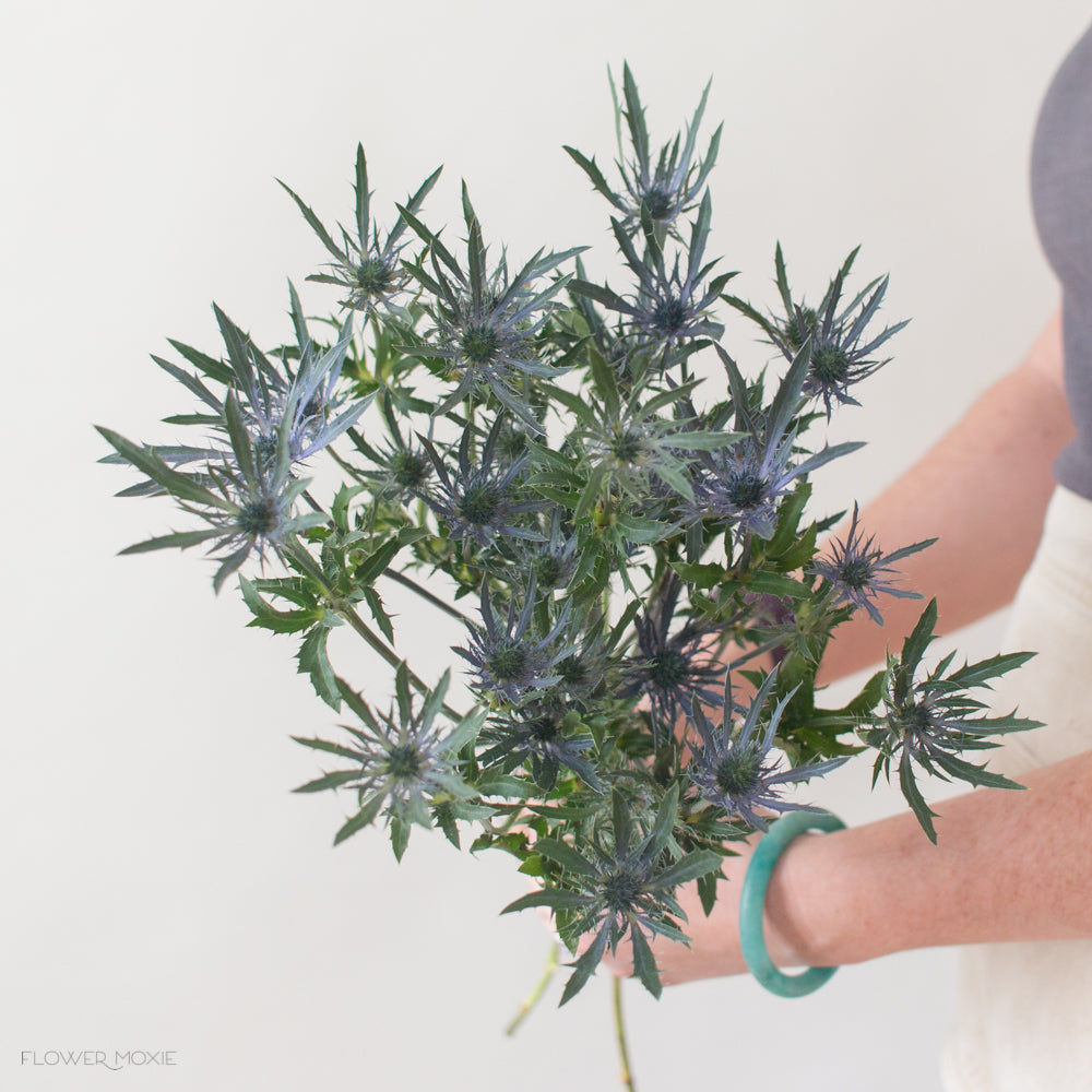 blue thistle flower