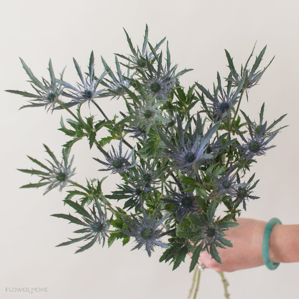 blue thistle flower