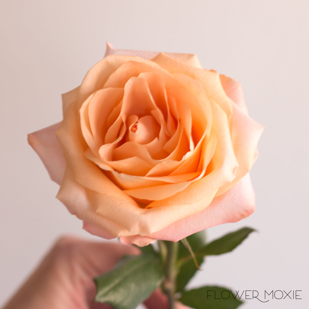 Tiffany Peach Roses