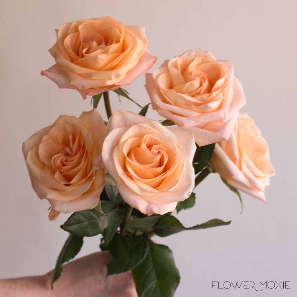 Tiffany Peach Roses