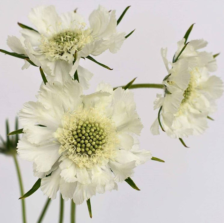 White Scabiosa Flower